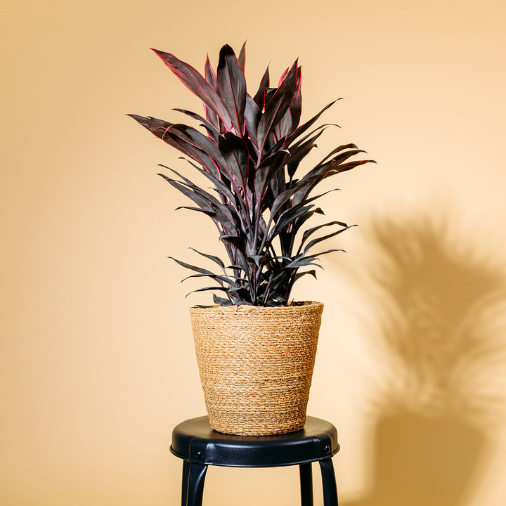 Cordyline fruticosa 'Tango' als Zimmerpflanze
