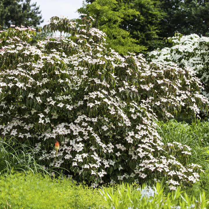 Blühender Cornus kousa 'Cappuccino'