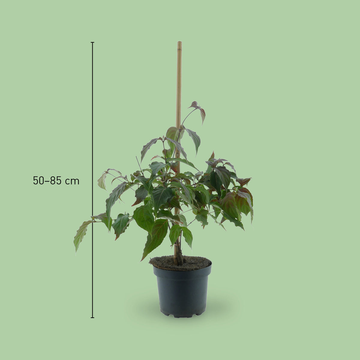 Größe des Cornus kousa 'Cappuccino'