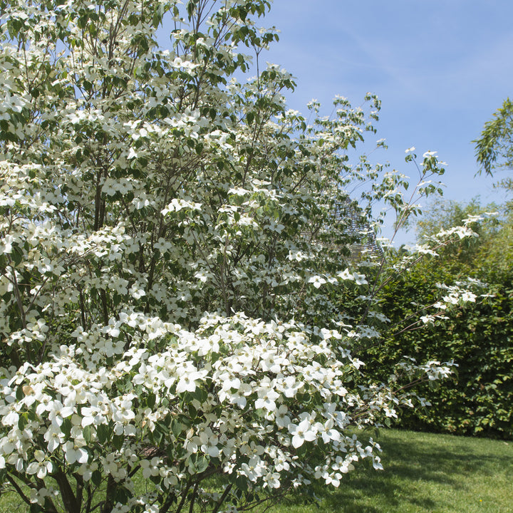 Blühender Cornus kousa 'Milky Way'