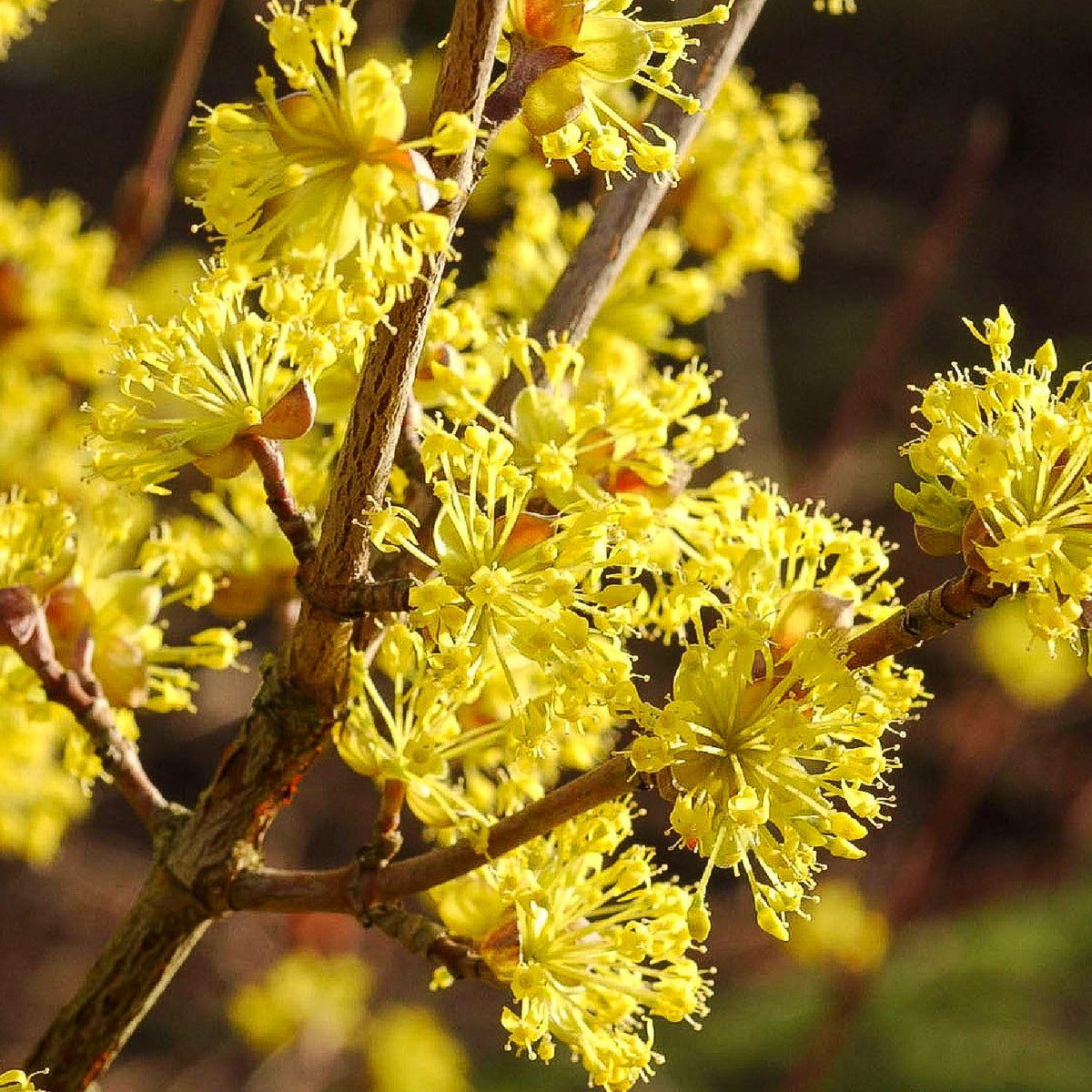 Blüte von Cornus mas