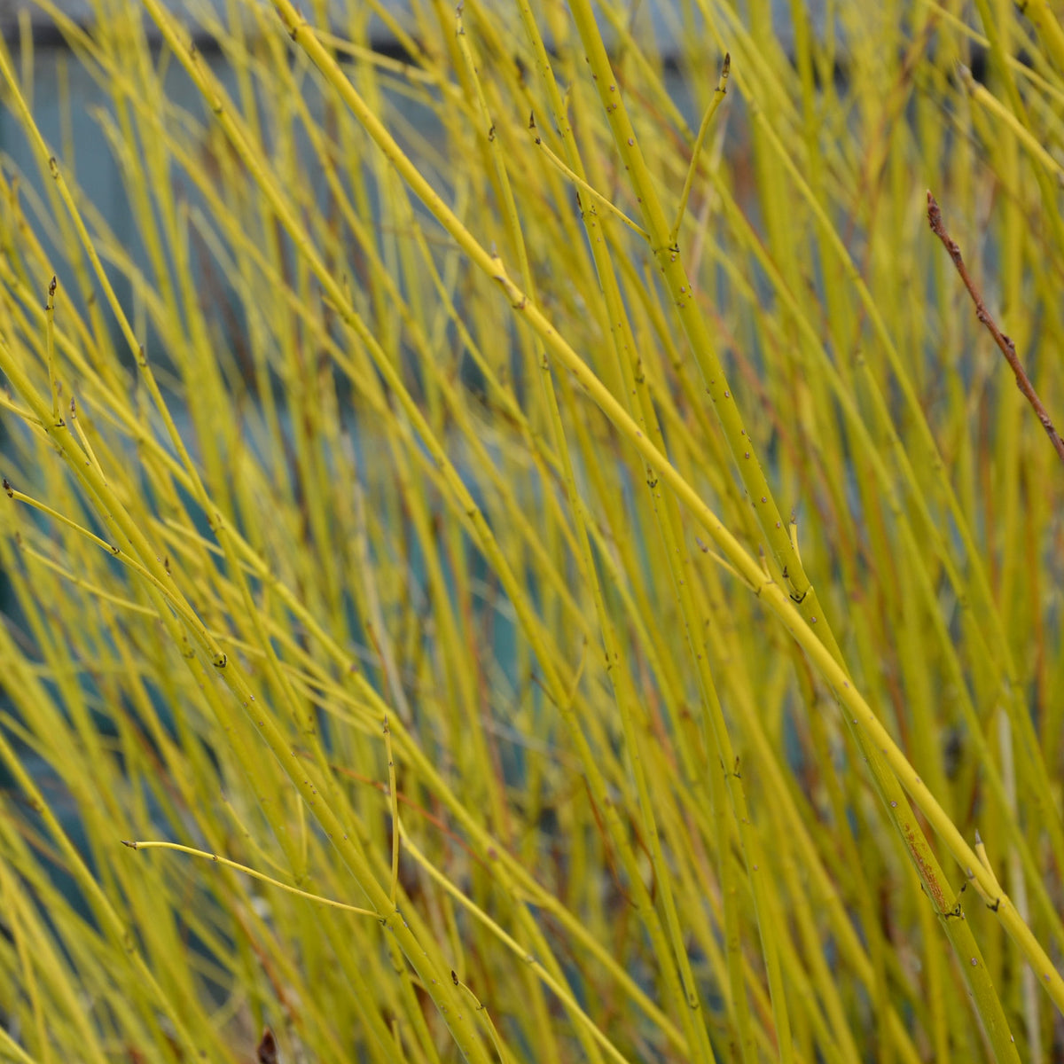Austrieb des Cornus stolonifera 'Flaviramea'