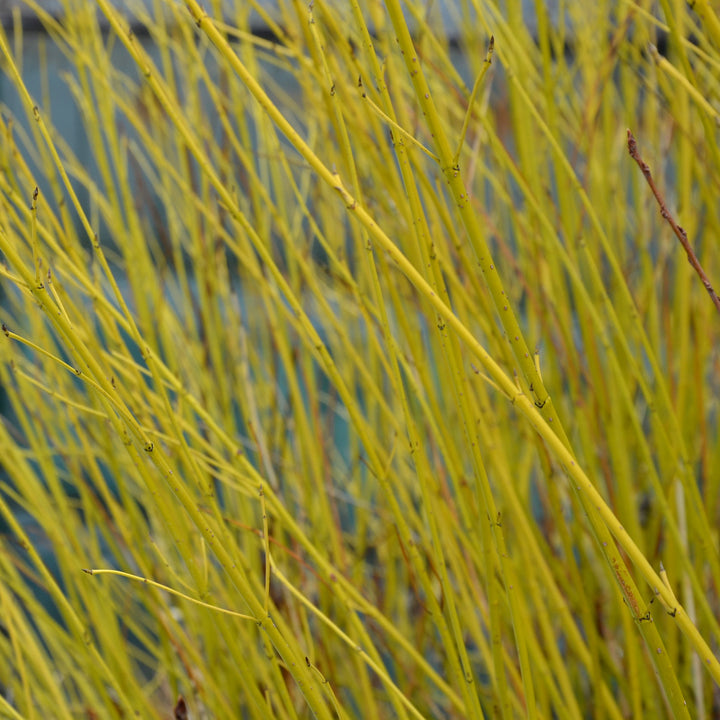 Austrieb des Cornus stolonifera 'Flaviramea'