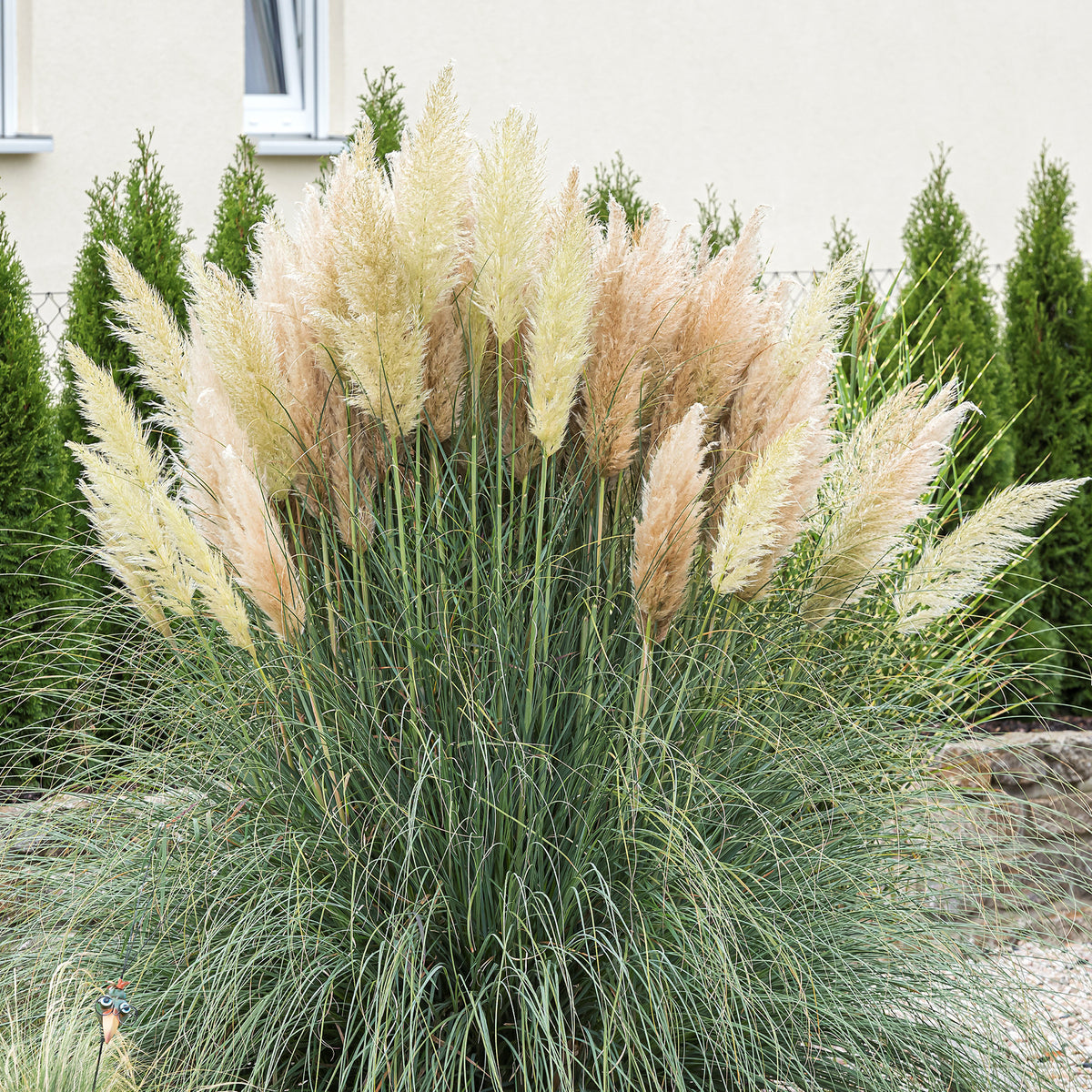 Cortaderia selloana 'Evita' im Garten