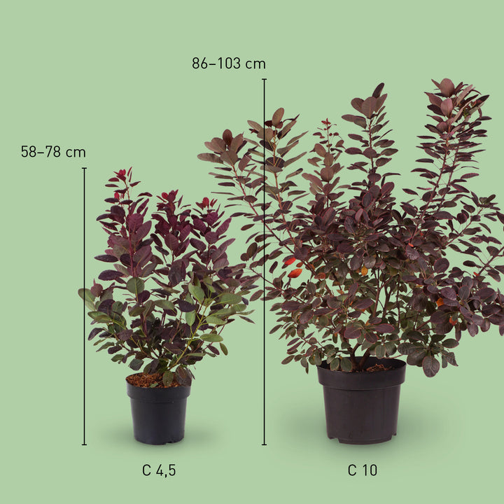 Größe des Cotinus coggygria 'Royal Purple'®