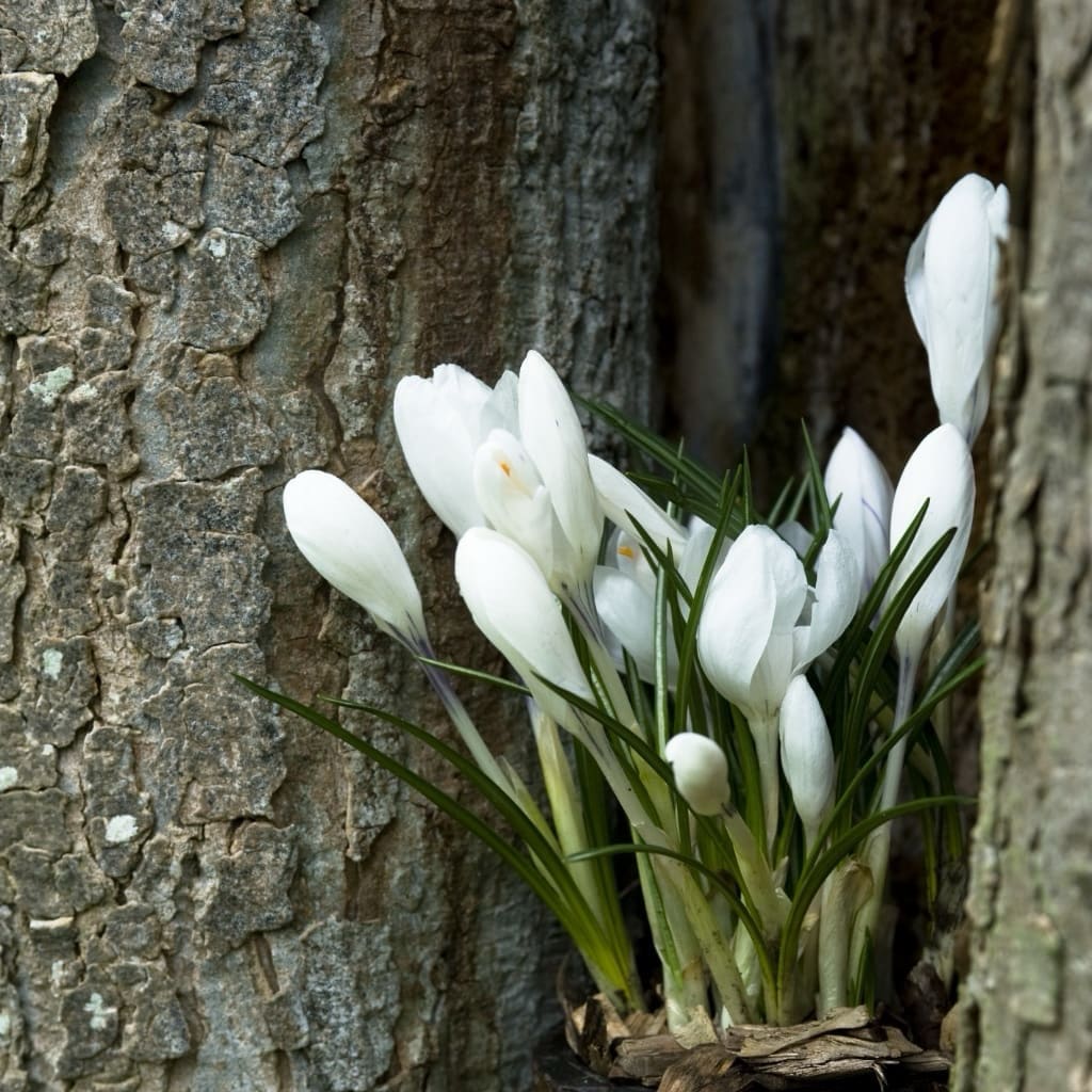 Crocus chrysanthus