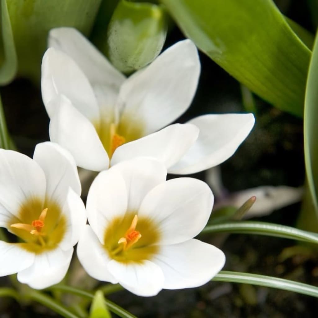Crocus chrysanthus