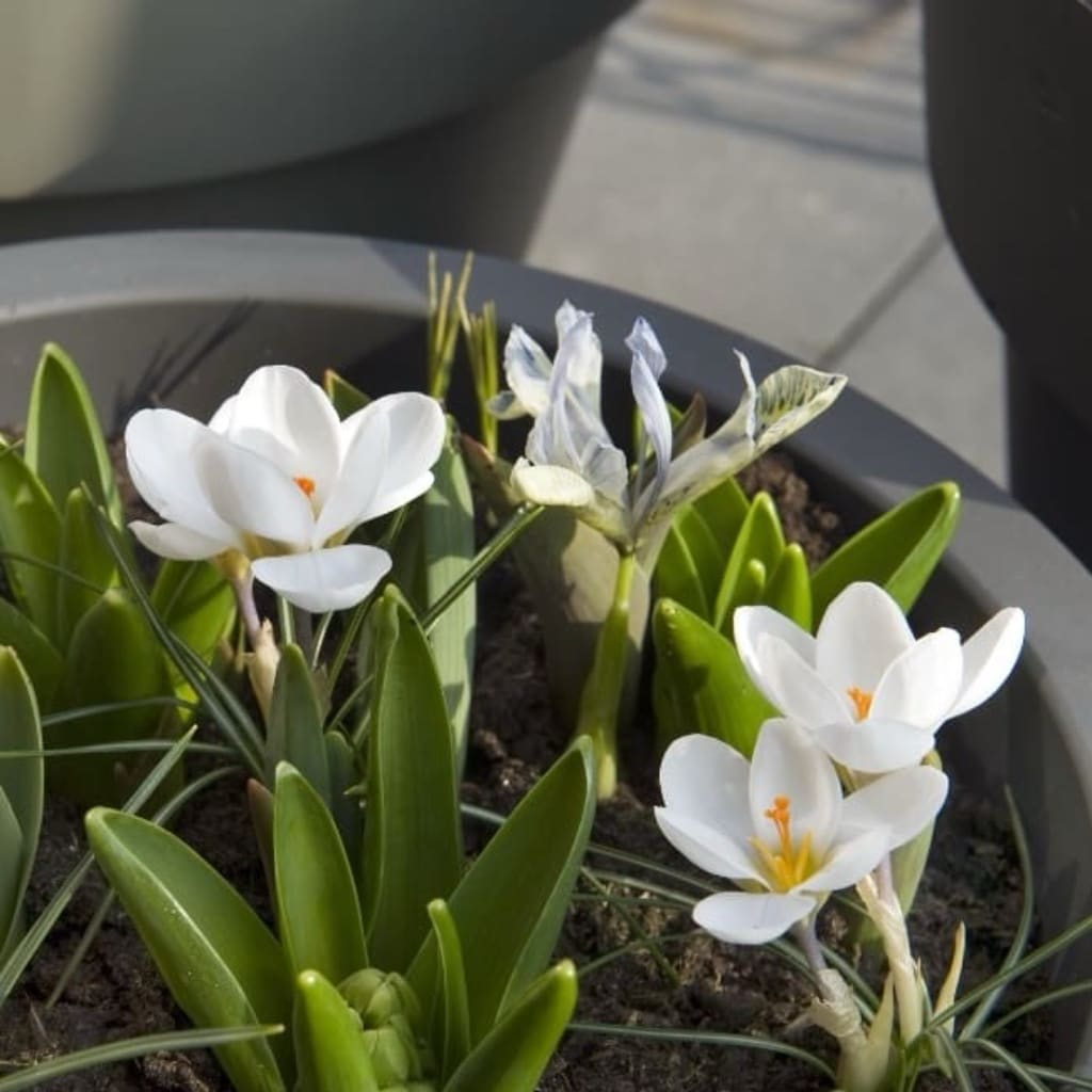 Wildkrokus 'Ard Schenk' Weiß