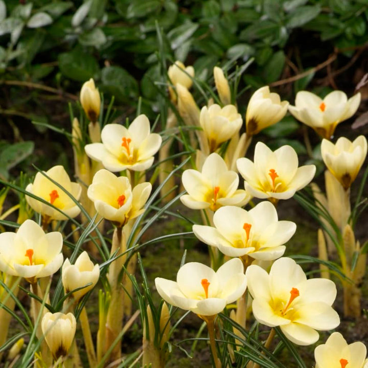 Wildkrokus 'Cream Beauty' Gelb