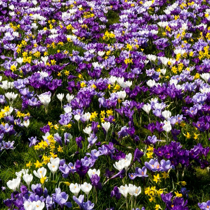 Crocus