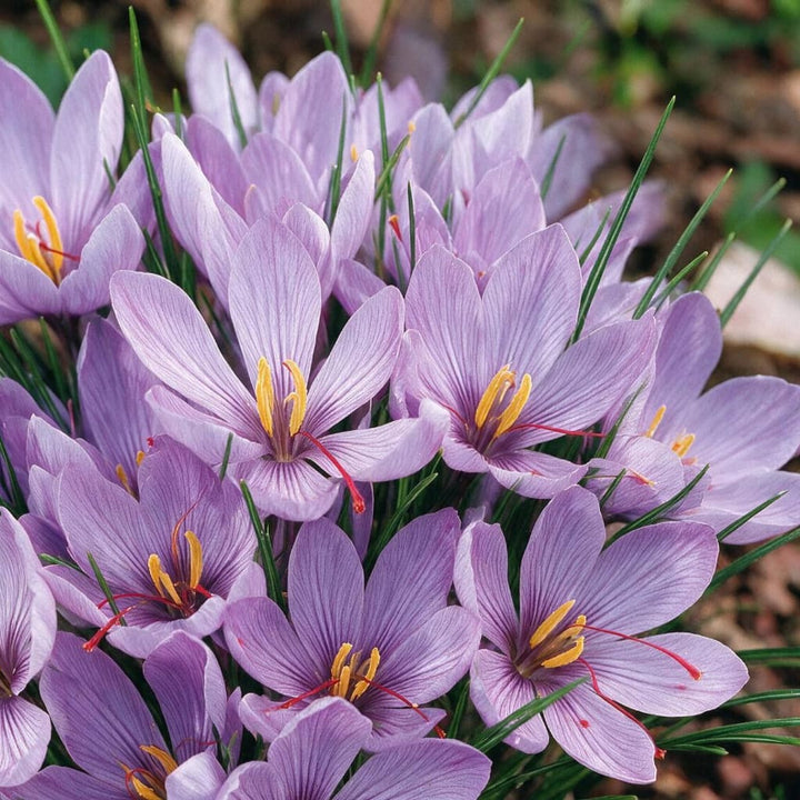 Crocus sativus