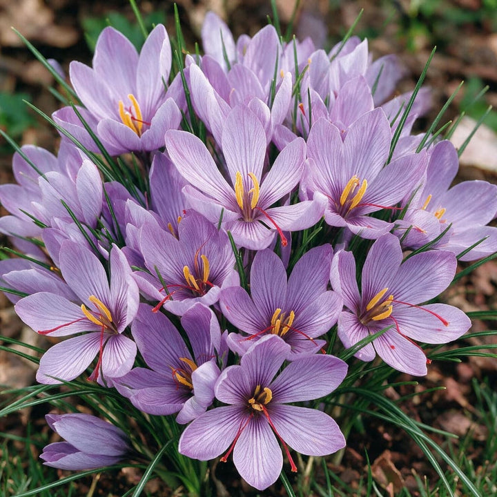 Safran-Krokus Violett
