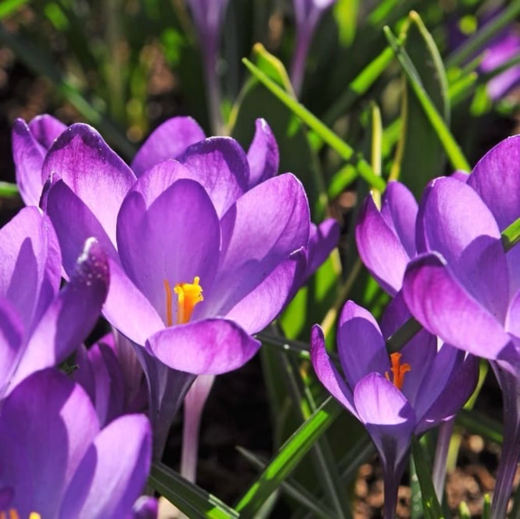 Crocus tommasinianus