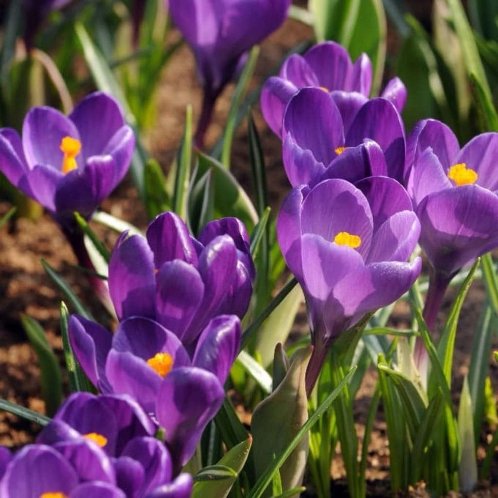 Bio-Wildkrokus 'Ruby Giant' Violett