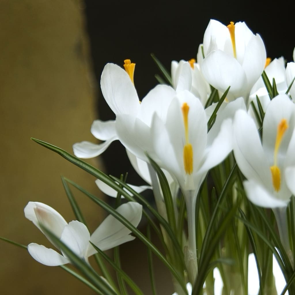 Crocus vernus