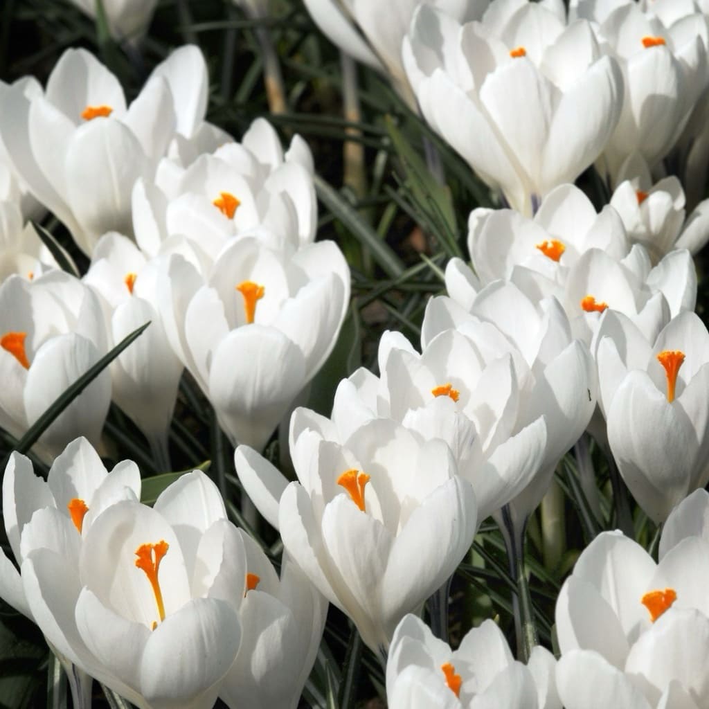 Bio-Großblumiger Krokus 'Jeanne d'Arc' Weiß