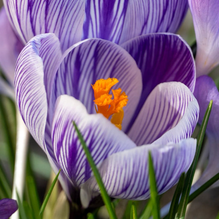 Crocus vernus