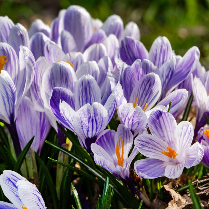 Bio-Großblumiger Krokus 'King of the Striped' Blau-Weiß