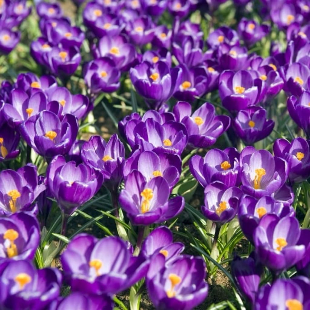 Crocus vernus
