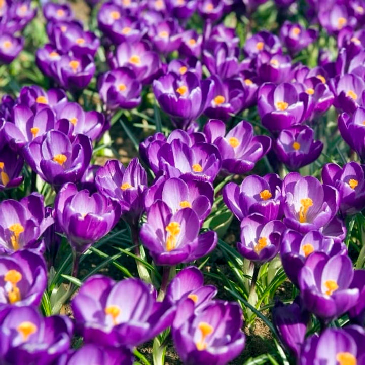 Crocus vernus
