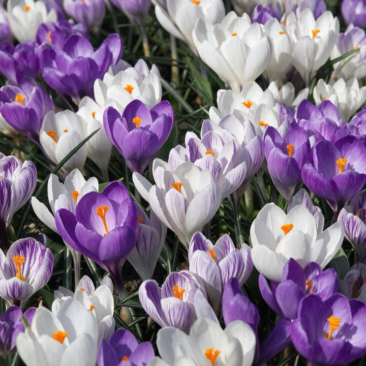 Großblumiger Krokus Mix