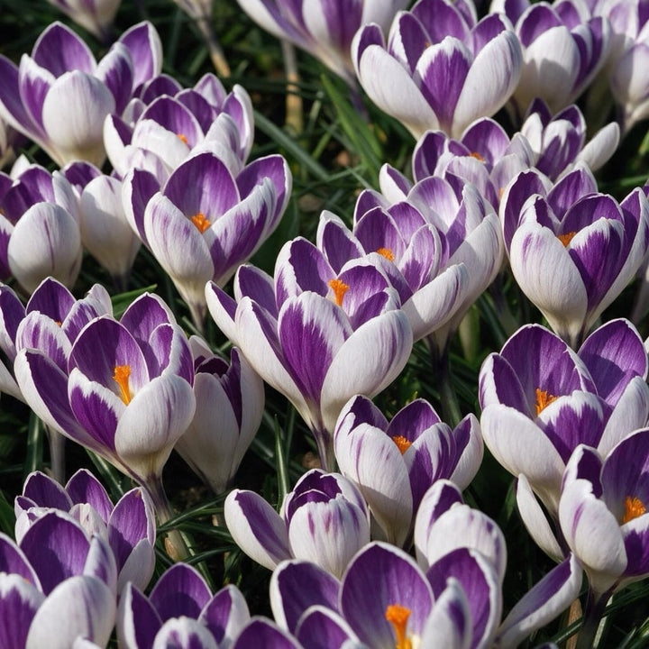 Crocus vernus