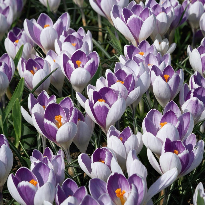 Großblumiger Krokus 'Vanguard' Violett-Weiß
