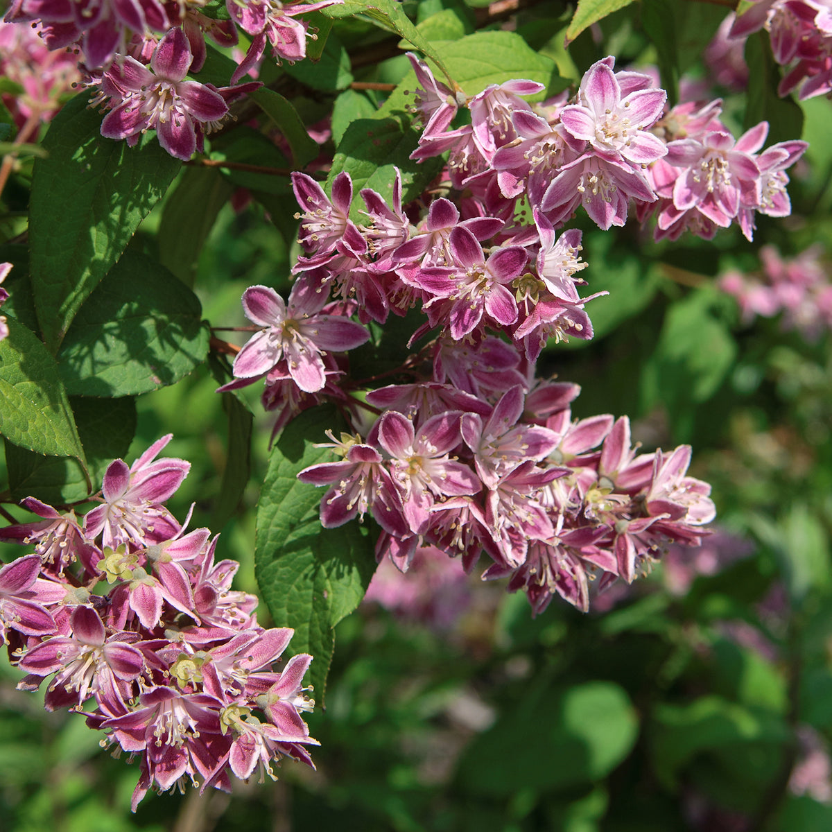Deutzie 'Tourbillon Rouge' im Garten