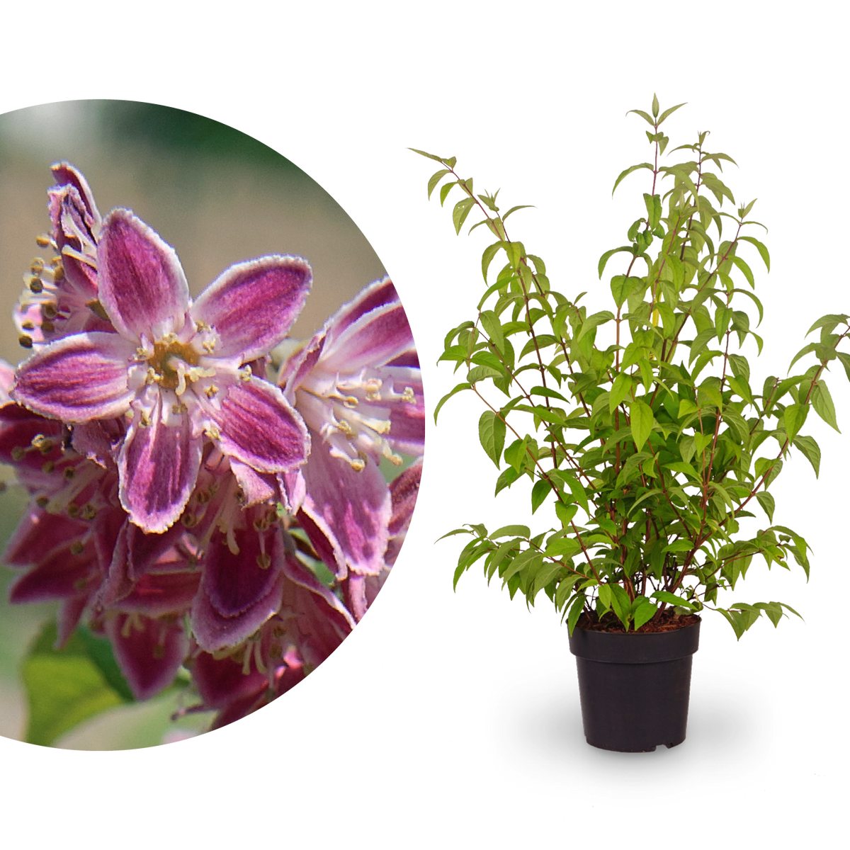 Deutzie 'Tourbillon Rouge'