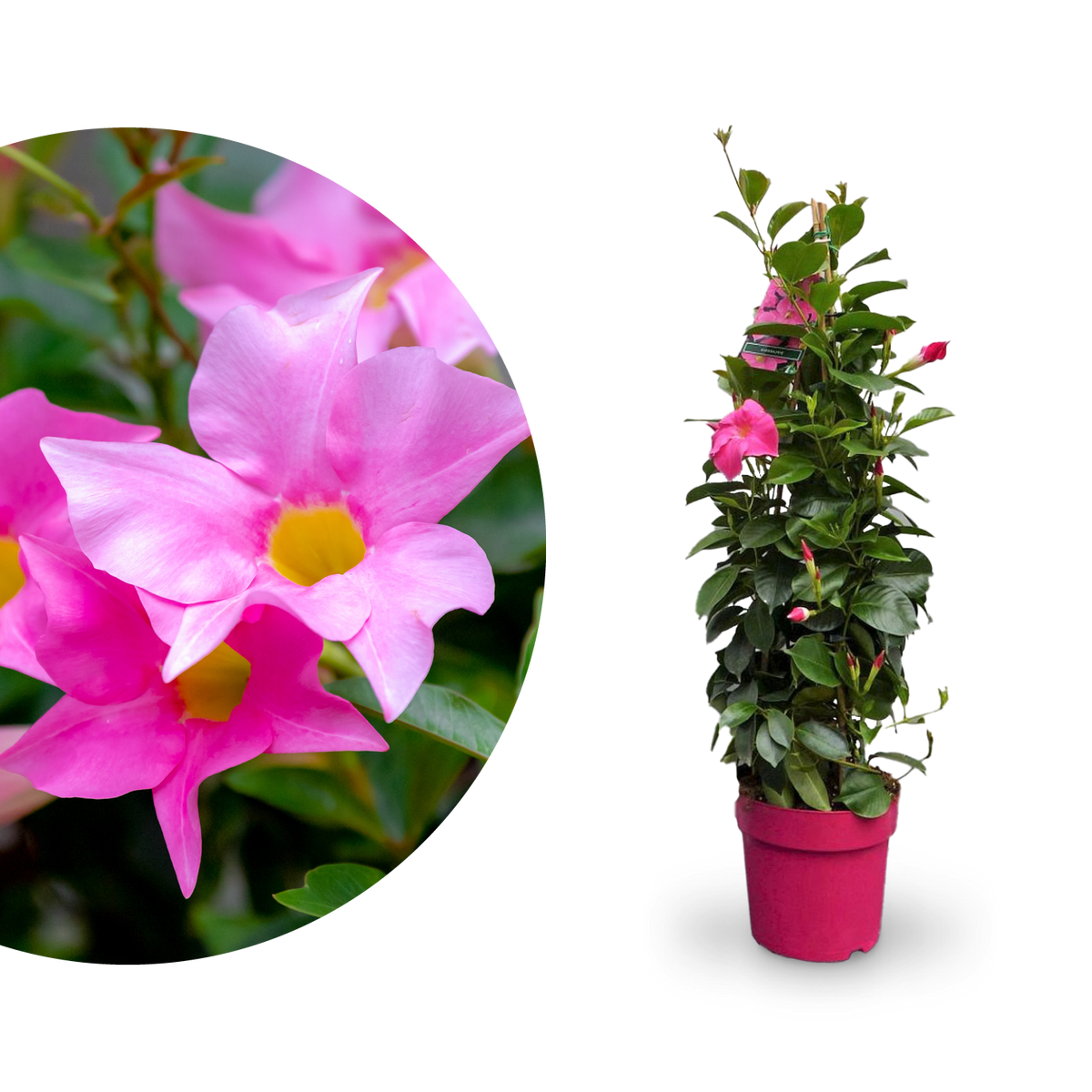 Dipladenia Rosa