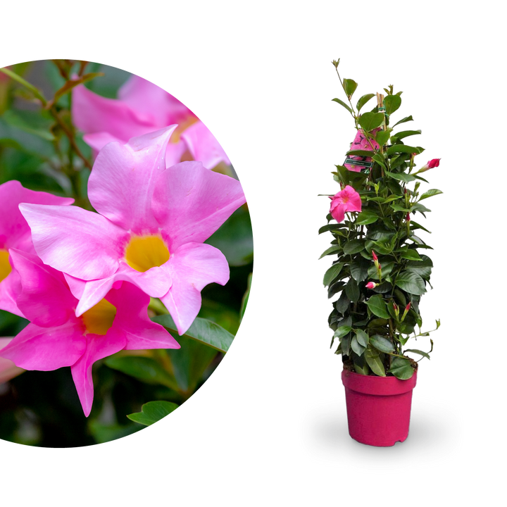 Dipladenia Rosa