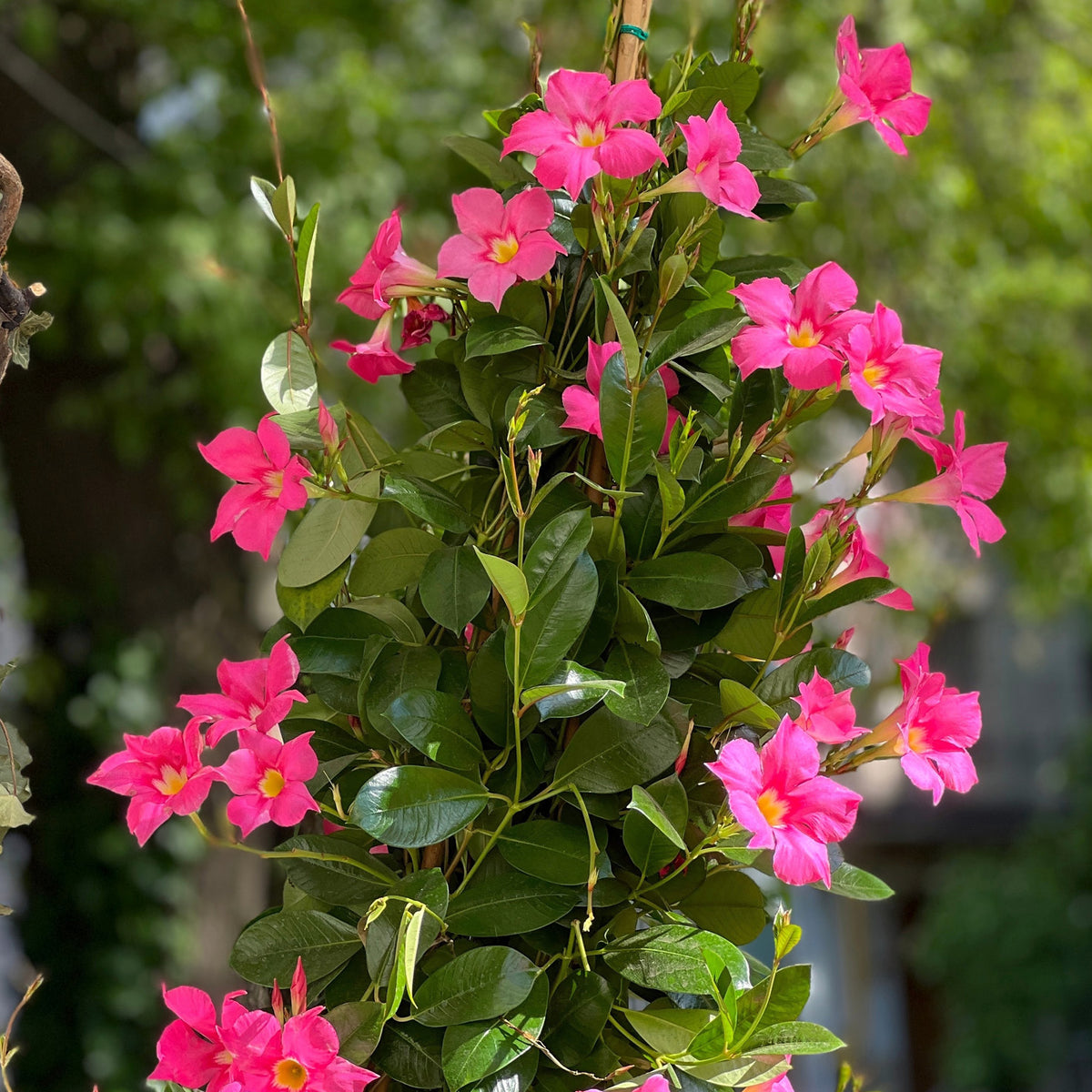 Rosa Dipladenia als Pyramide