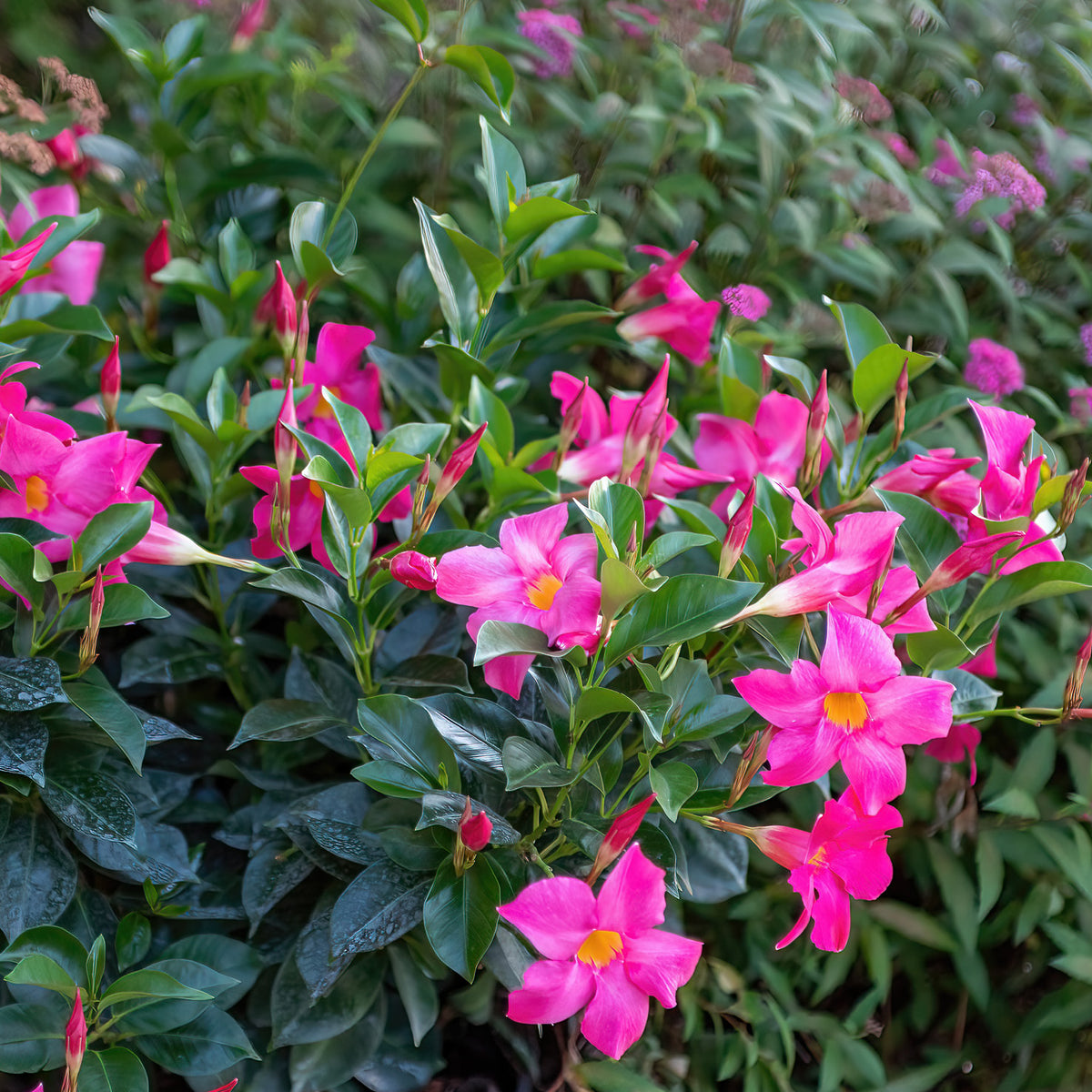 Rosablühender Dipladenia-Strauch