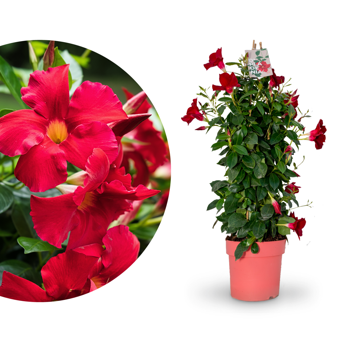 Dipladenia Rot