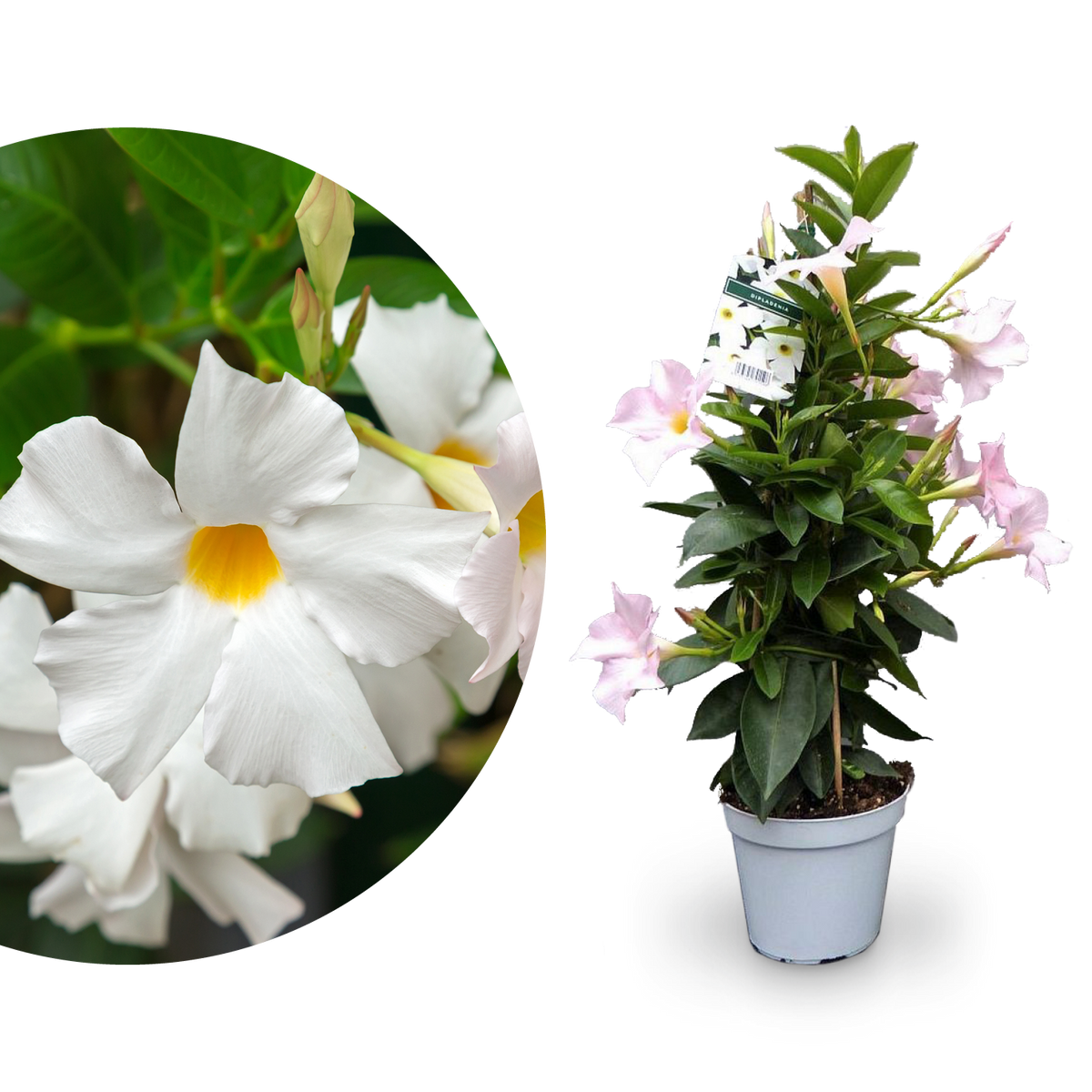 Dipladenia Weiß