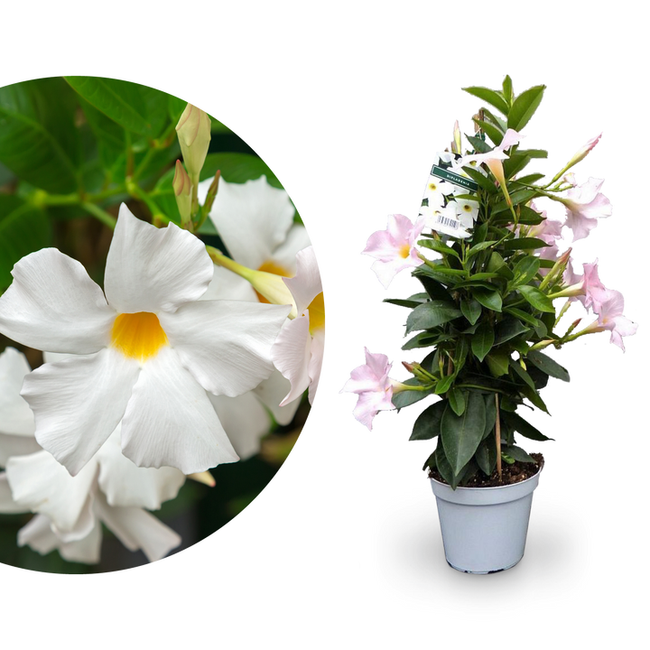Dipladenia Weiß