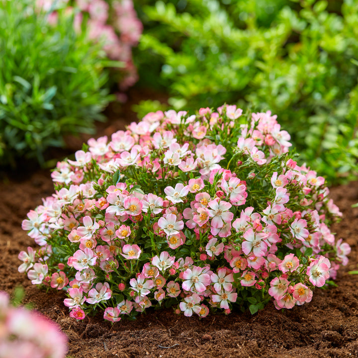 Blühende Zwergrose 'Cutie Pie' im Gartenbeet