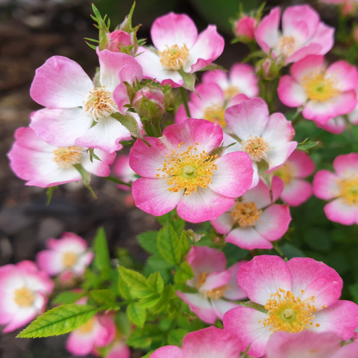 Blüte der dornenlosen Zwergrose 'Cutie Pie'