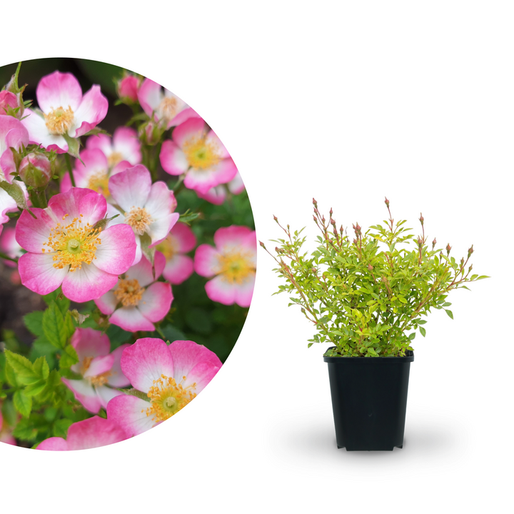 Dornenlose Zwergrose 'Cutie Pie'