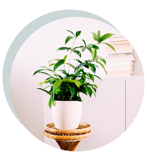 Dracaena surculosa ‘Gold Dust’
