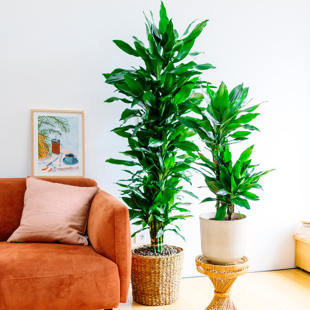 Drachenbaum 'Janet Lind' im Wohnzimmer