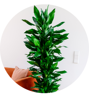 Dracaena fragrans 'Janet Lind' XXL-Größe