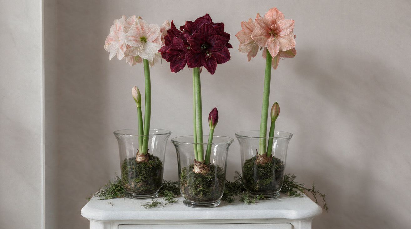 Gefüllte Amaryllis 'Dancing Queen' Rot-Weiß