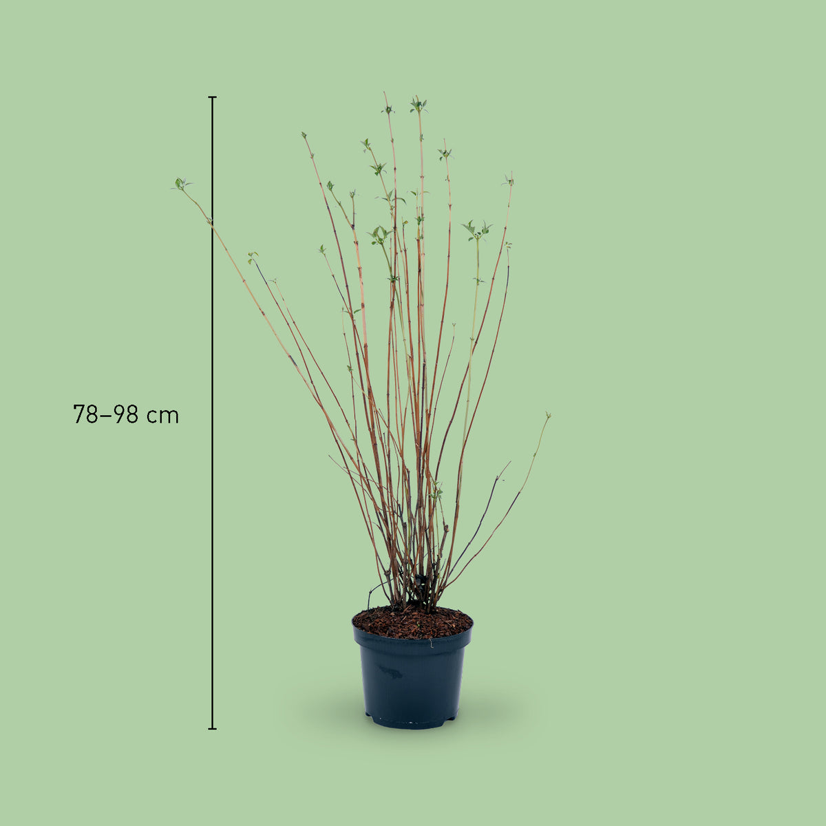 Größe des Duftjasmin 'Lemoinei'