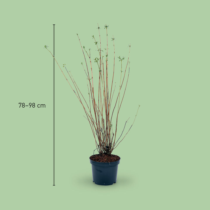 Größe des Duftjasmin 'Lemoinei'