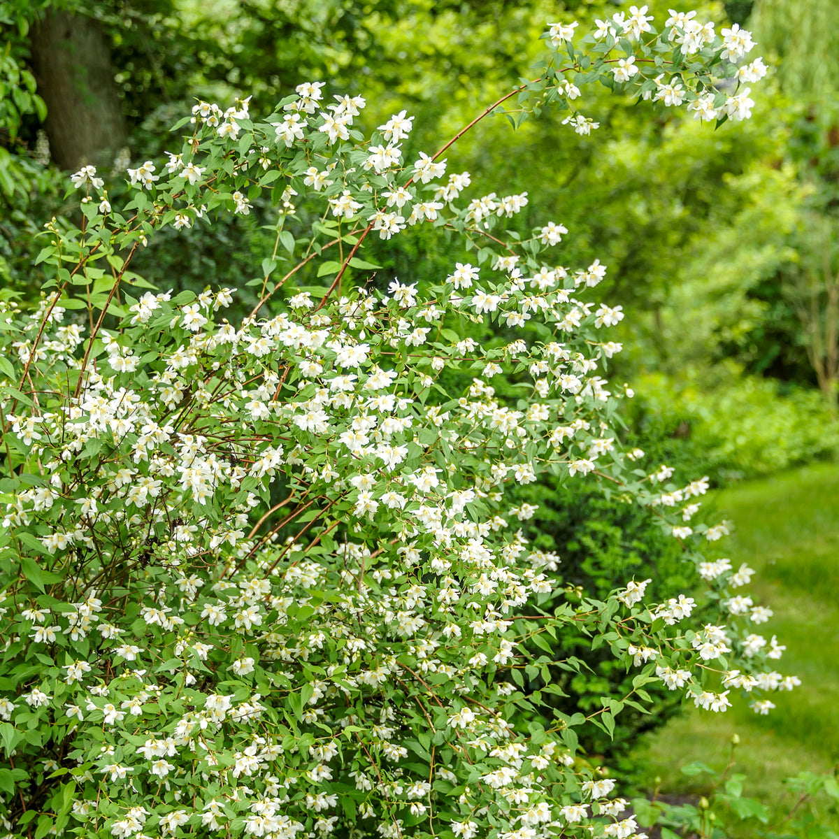 Duftjasmin 'Lemoinei' im Garten