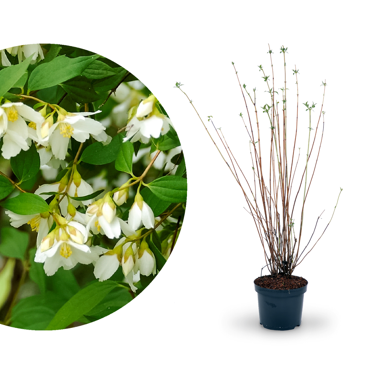 Duftjasmin 'Lemoinei'