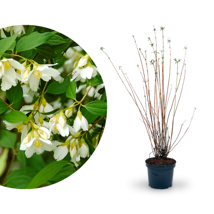 Duftjasmin 'Lemoinei'