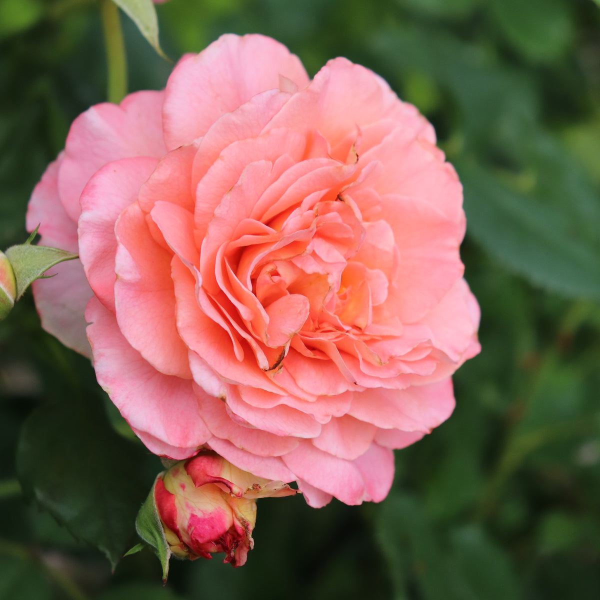 Pfirsichfarbene Blüte der Duftrose 'Augusta Luise'®