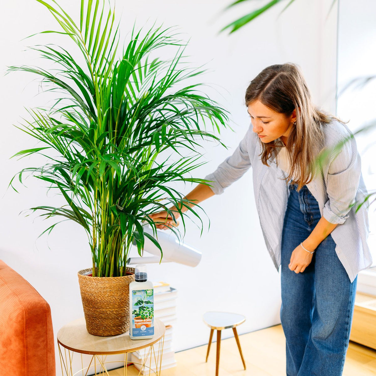 Dypsis lutescens als Zimmerpflanze